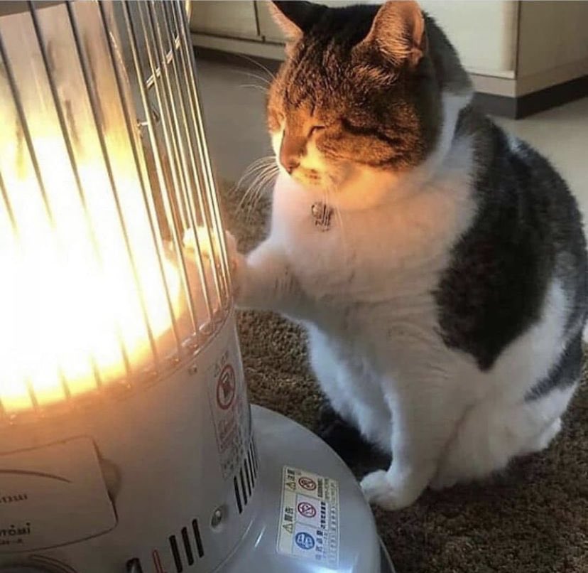 WholesomeMeme's tweet photo. https://t.co/XZLItiVVTm