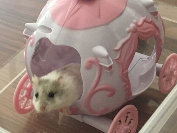 🐰 ᏣᏬͳᏋ, soft, cυ∂∂ℓу tweet media