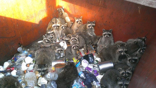 raccoonhourly's tweet image. 