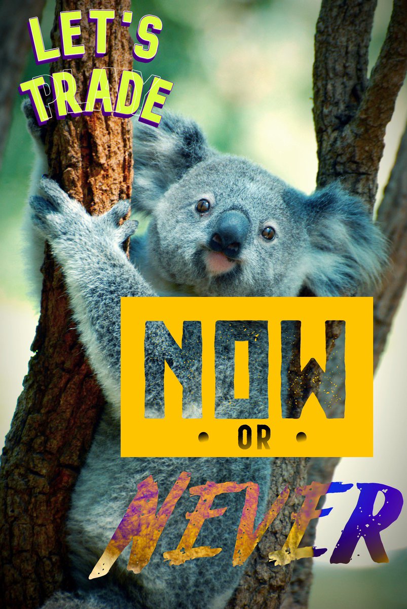R0B1NK0ALA's tweet photo. #koabear #koala https://t.co/p4vJ8Nbn3r