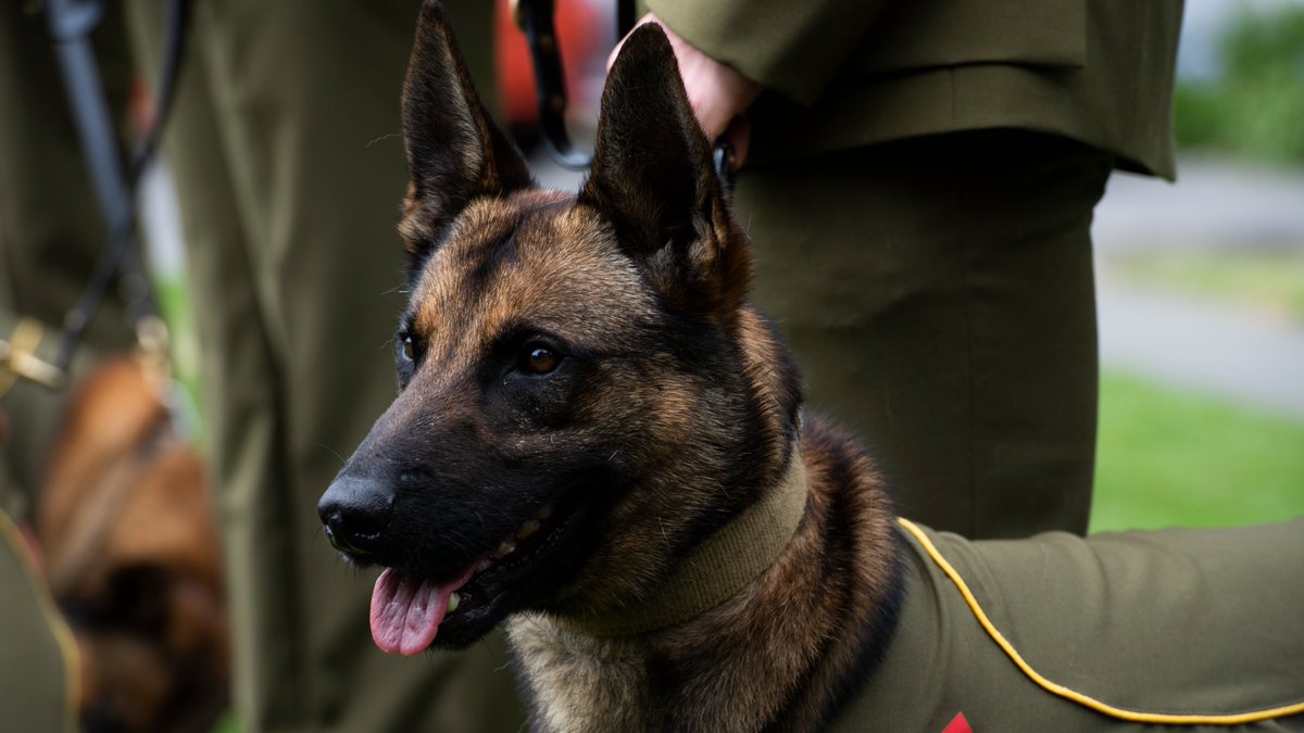 NZ Defence Force tweet media