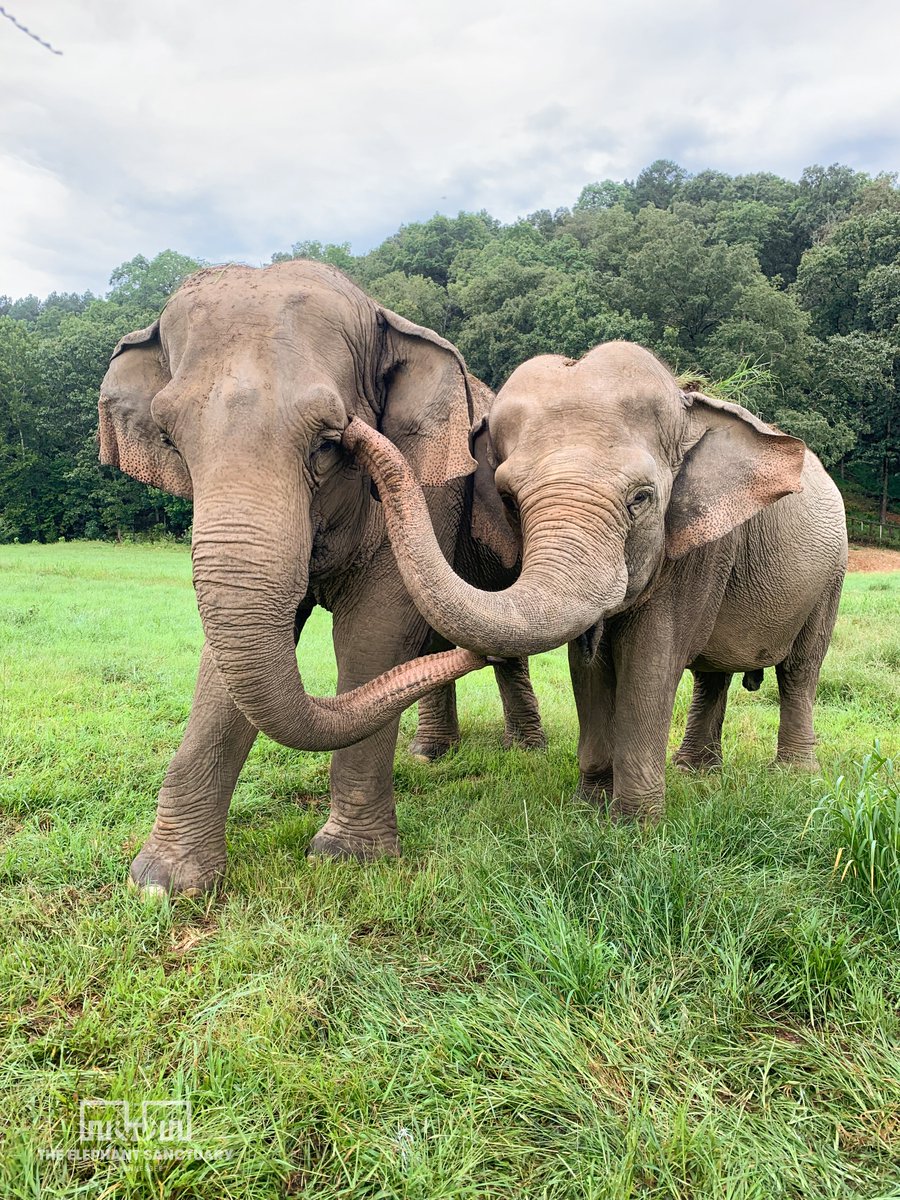 The Elephant Sanctuary tweet media