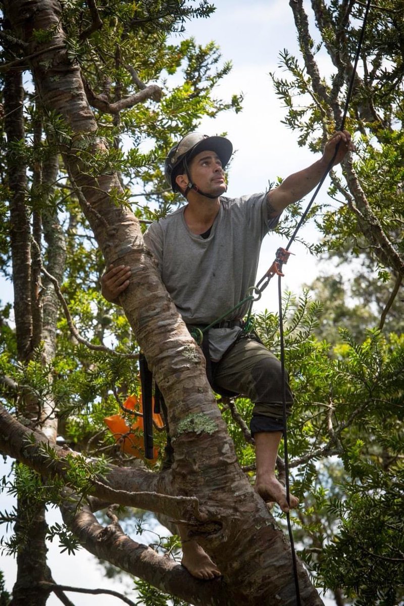 saveourkauri's tweet photo. 2015 Dec 10 Johno Smith climbed the Paturoa Kauri Awhi Awhi to stop the chainsaws as @thewildernerd had done months before. Still standing and still no legal protection for our Kauri #SaveOurKauri https://t.co/TBau6op5Od