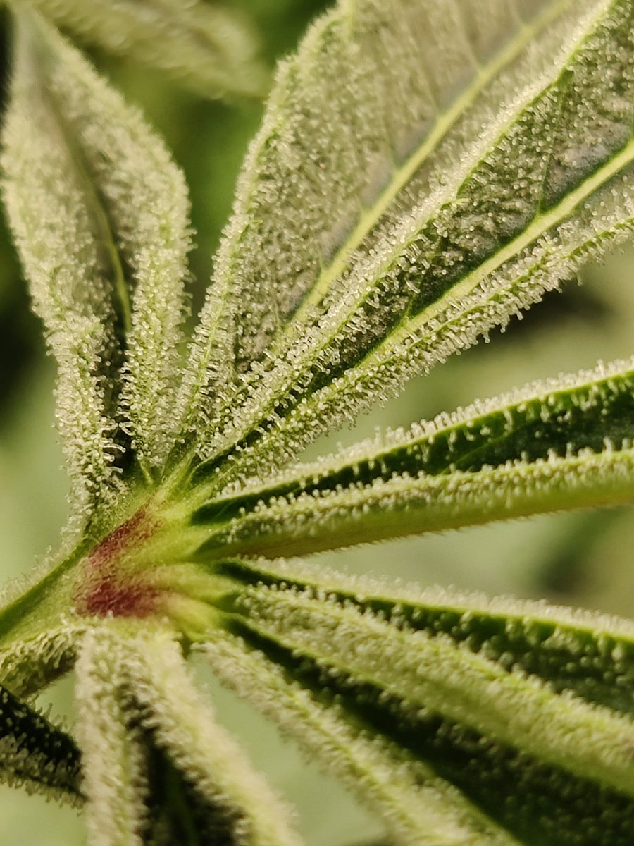 PotMarijuana's tweet photo. The only fans porn is back, Bermuda style.
#ShutterBuds
#Mmemberville
#CannabisCommunity
#StonerFam https://t.co/DA7EHjSQAH