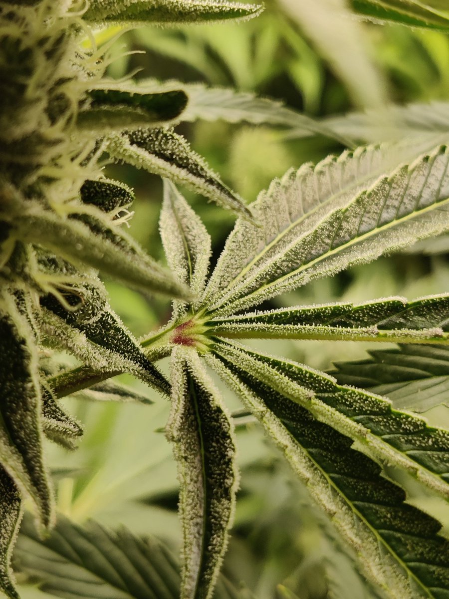 PotMarijuana's tweet photo. The only fans porn is back, Bermuda style.
#ShutterBuds
#Mmemberville
#CannabisCommunity
#StonerFam https://t.co/DA7EHjSQAH