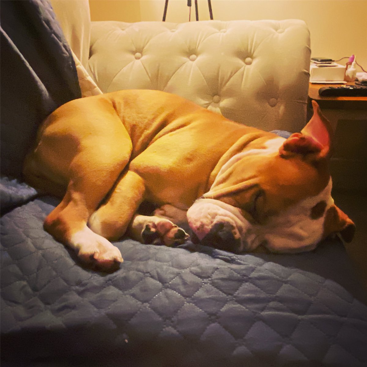 Another puppas first birthday this weekend 🥰🥰