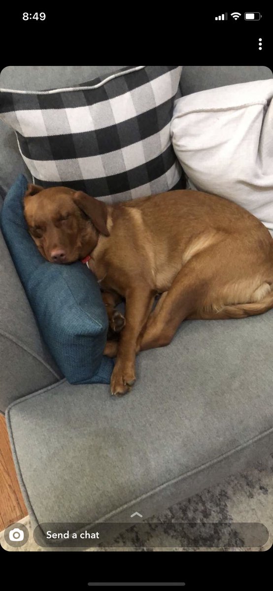 milaandgrandmie's tweet photo. Been exhausting being good. Sleep tight fur frenz. #bringhumorandanimalsback https://t.co/WmXjWbuRQA