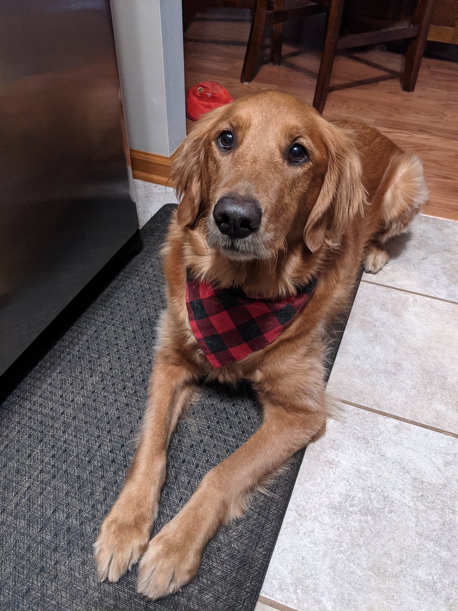 MrsSJohnson15's tweet photo. My pup is rocking the flannel for 7 days till winter break! #GO12Days @GlenOaksNPD117 https://t.co/Flkhgtj4Ki