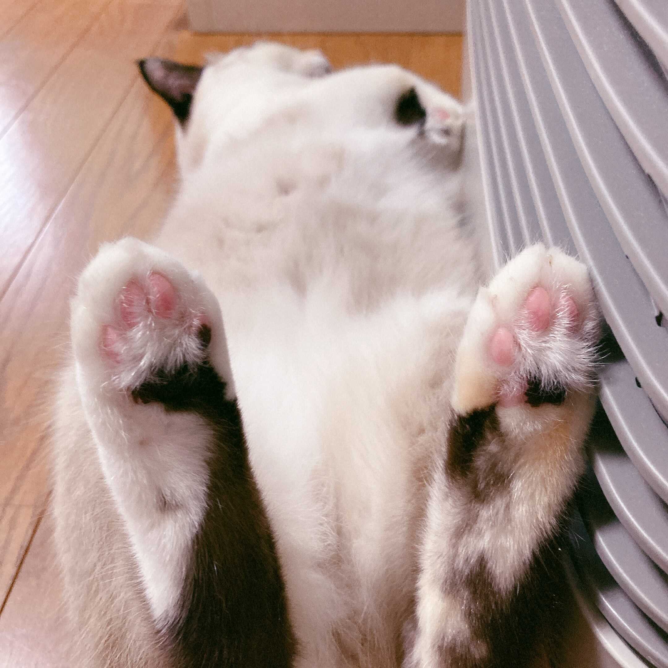 Ahamo アハモ アハモーニング 猫のへそ天画像を見つけましたーー 肉球が愛おしい T Co Igikfinmoj Twitter