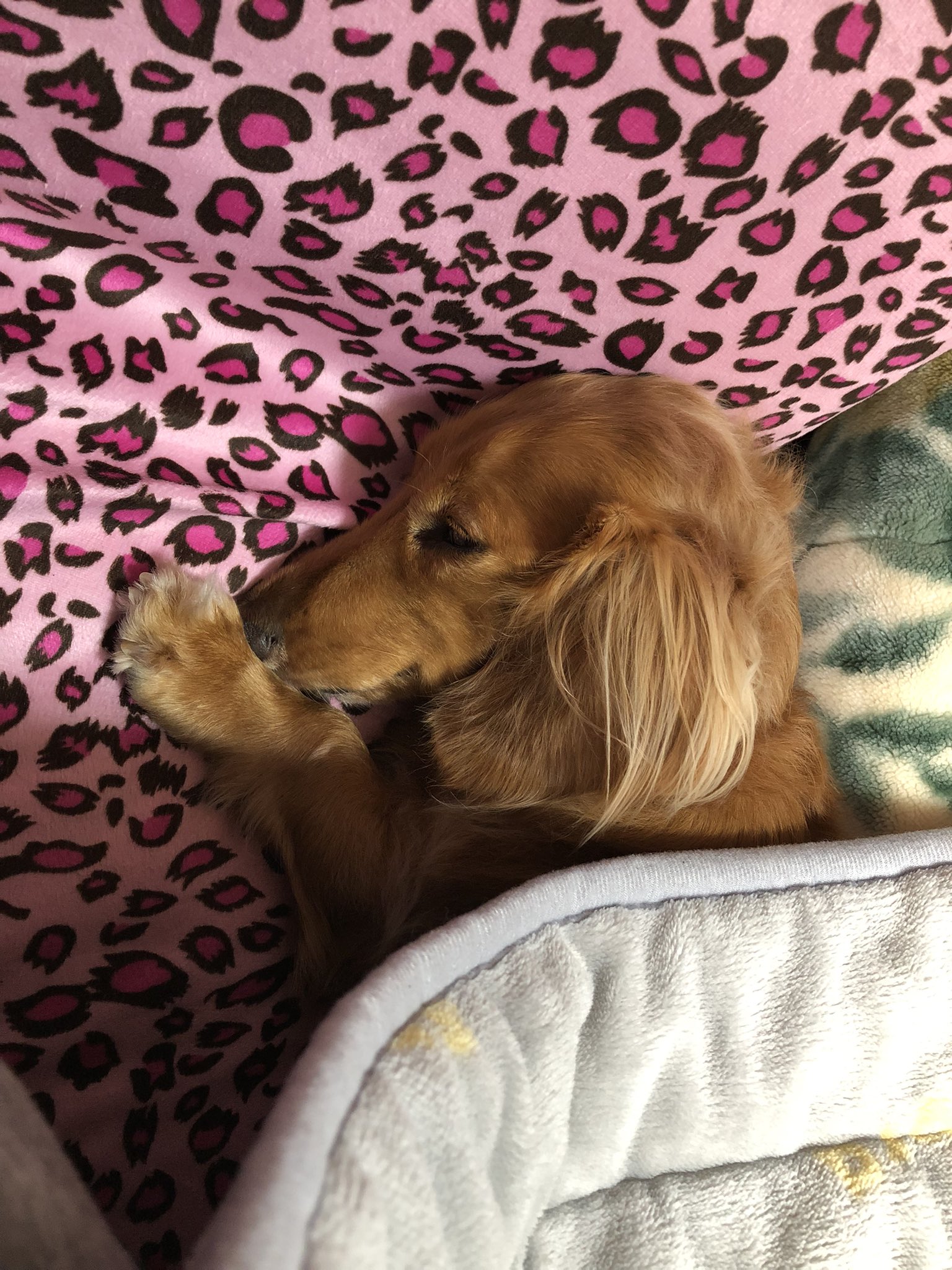 犬はこたつで丸くなる Twitter Search Twitter