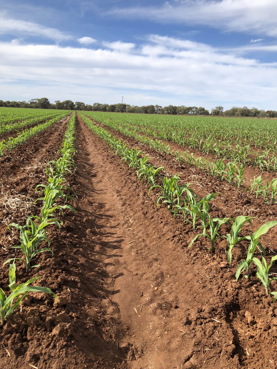 My views the last month or so trekking around northern Vic and southern NSW taking corn establishment data