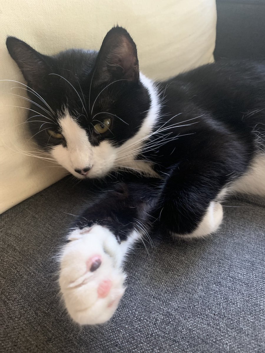 mitsukithekitty's tweet photo. @ButtonsBertie Paws in, friend ❤️ Sending love &amp; get well wishes! https://t.co/qBomS3vZbY