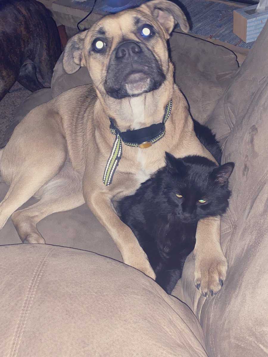 kmanning784's tweet photo. Nova looks a little less than thrilled that his sissy is holding him 🤣❤️🤣 https://t.co/iNCoPD9zuG