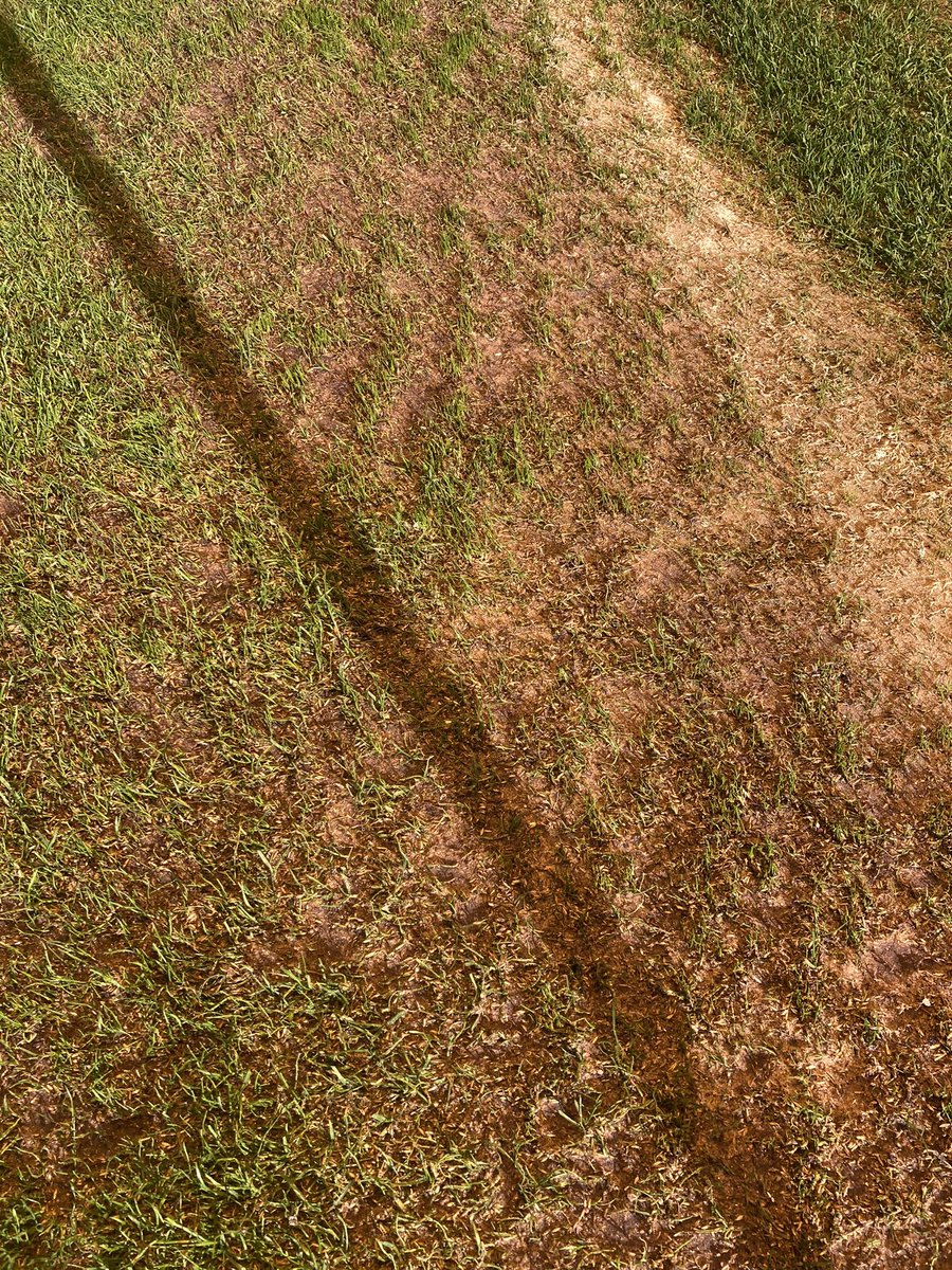 Growing some grass little by little. Thanks for the demo <a href="/SGLsystem/">SGL</a>