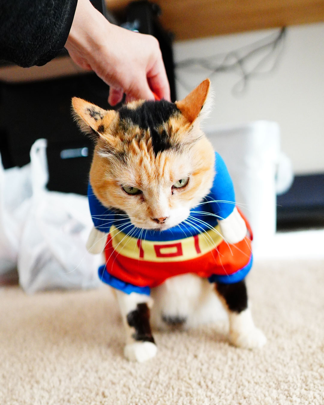 تويتر ネコビュー على تويتر 出動したくないスーパーマン 猫 猫のいる生活 猫好きさんと繫がりたい T Co 9wct3daivt
