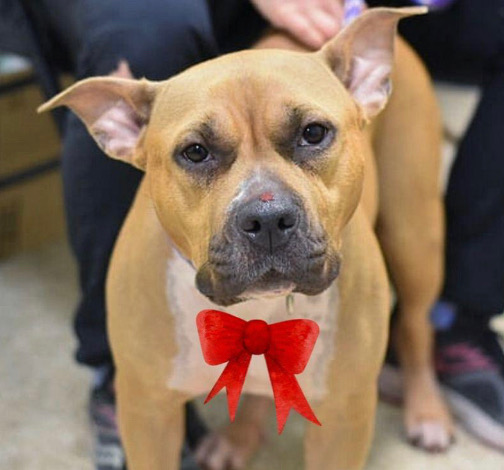 They just can't kill them fast enough @nycacc. THIRTEEN more dogs are on tomorrow's kill list. All we can do is RT their bios and pledge to defray rescue costs if we can. Thank you for letting me borrow your timeline for them:
