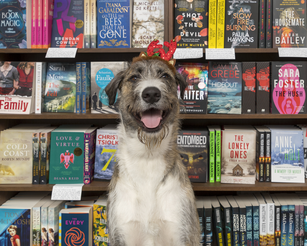 There's nothing more festive than books, apart from a dog with antlers of course! #BookYourChristmas #SupportLocal #BookHound #BookshopDog #AshburtonVillage3147 #AustraliaReads #BackYourBookshop #ABookForEveryone