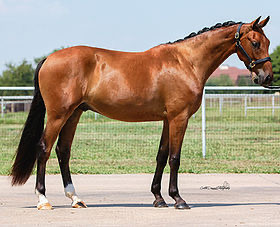 ⭐ WINTER SALE ⭐

Cassanova Star
2017 Oldenburg ISR Gelding
Cavallo Star (CalimeroXUlft)

Cassanova is a beautiful young horse with a heart of gold: patient &amp; willing under saddle. He has a swingy walk &amp; an expressive trot/canter. X-rays available. Contact Jessica: 214-808-7605.