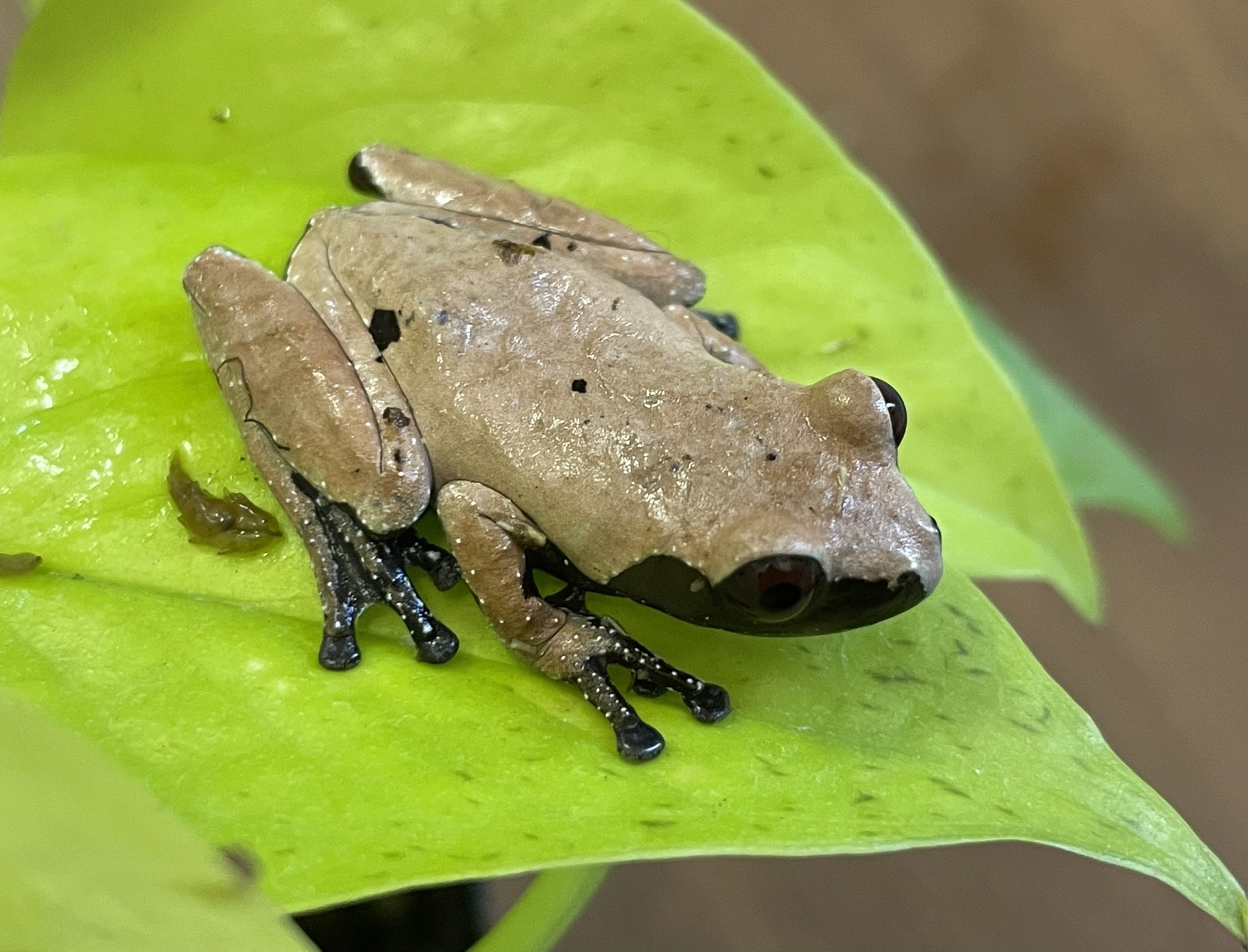 カエル