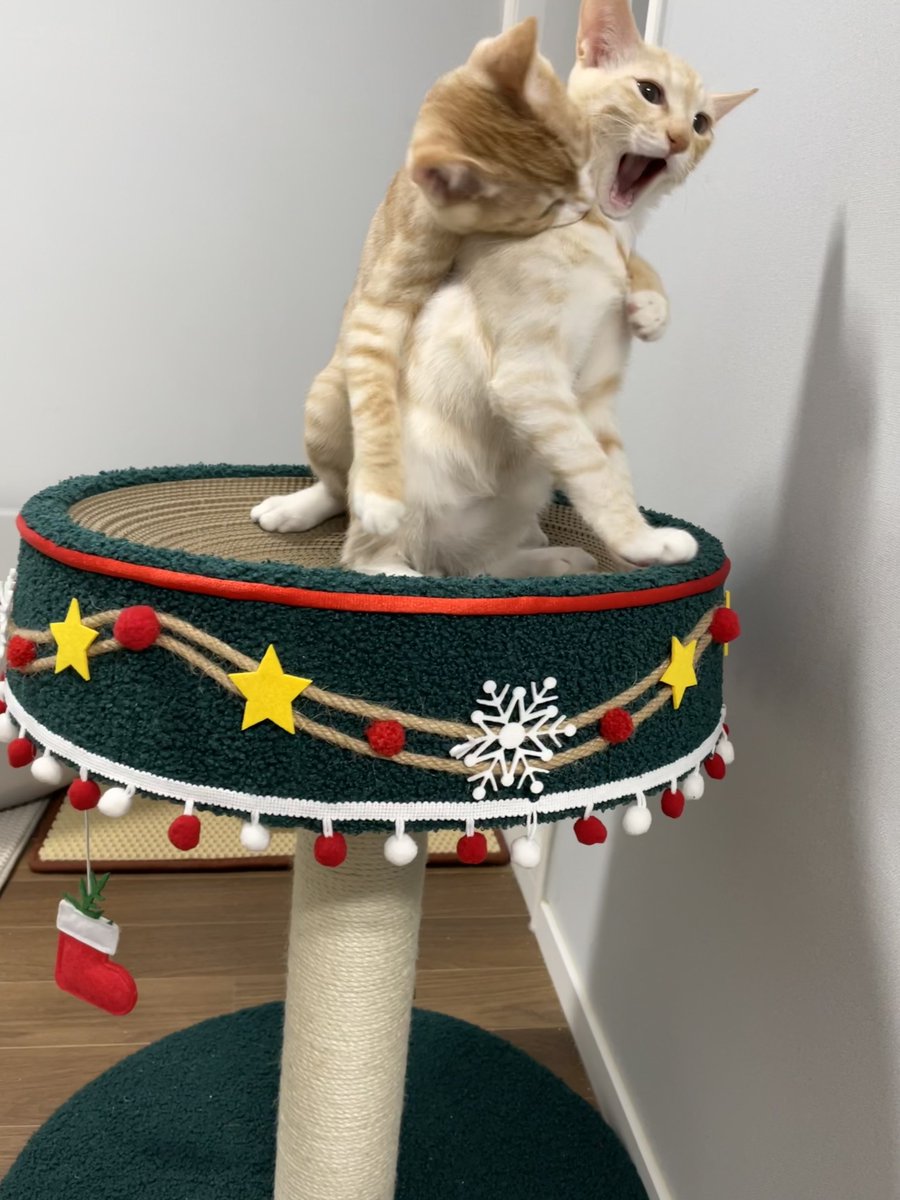 도움!!!!!!!!!!!!!!!!

미안합니다 코코 
나는 도움보단 사진찍길 택했습니다