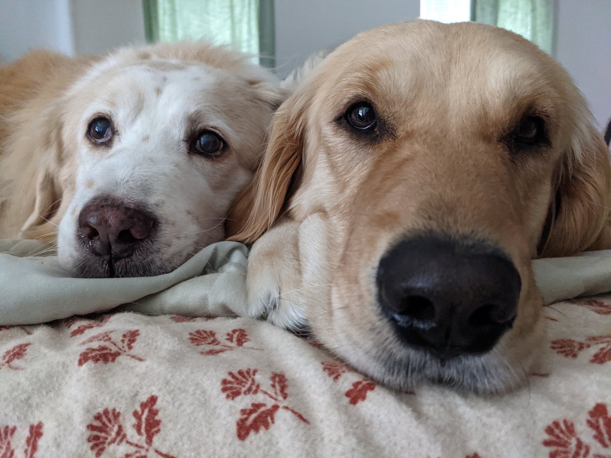 SouthernDadLife's tweet image. I know we've eat our food and your food, but what about 3rd dinner? #mingoandcash