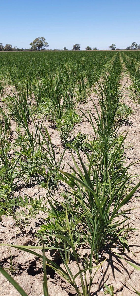 Jeremy_Morton_'s tweet photo. Who needs #urea?
Vetch powered V071 #Riverina #Rice @AlleenaBurger @scottburger00 @RiceExtension https://t.co/Npwgkx6dcT