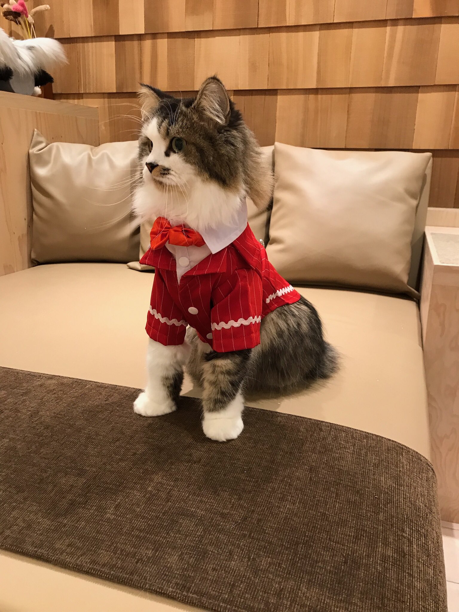 宮崎猫カフェ Twitter Search Twitter