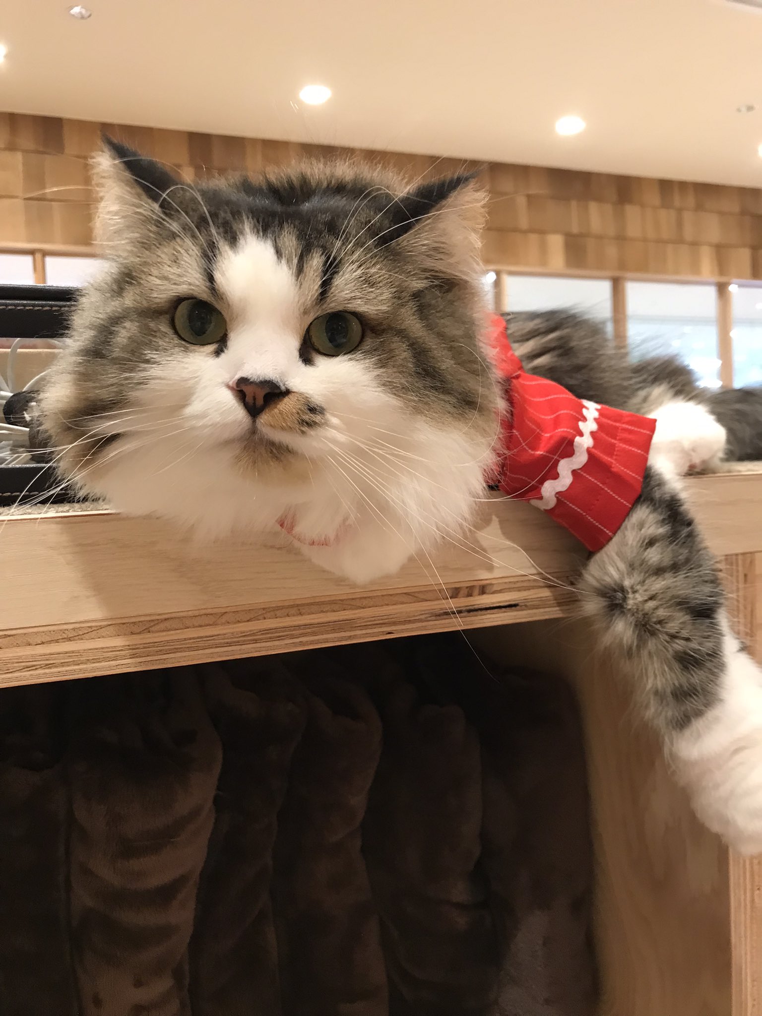 宮崎猫カフェ Twitter Search Twitter
