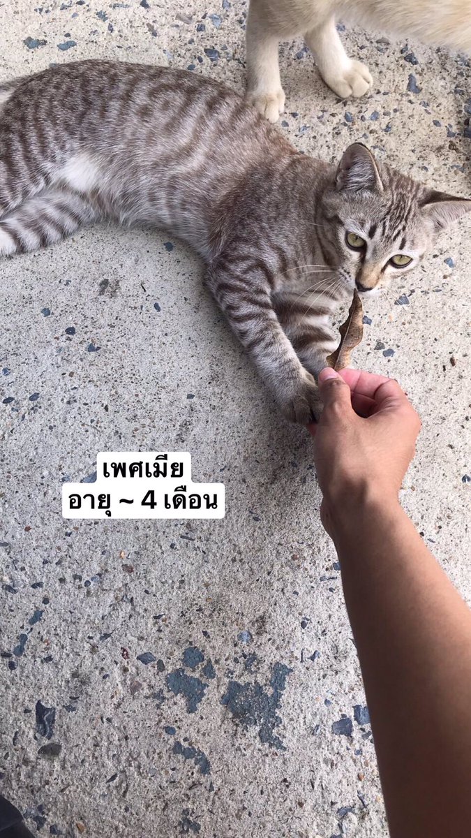 Jupiter53562549's tweet photo. @habanmeow หลักสี่ดอนเมืองค่าาา เหลือน้องตัวเมียนะค้า https://t.co/LxvbNvj0Pq