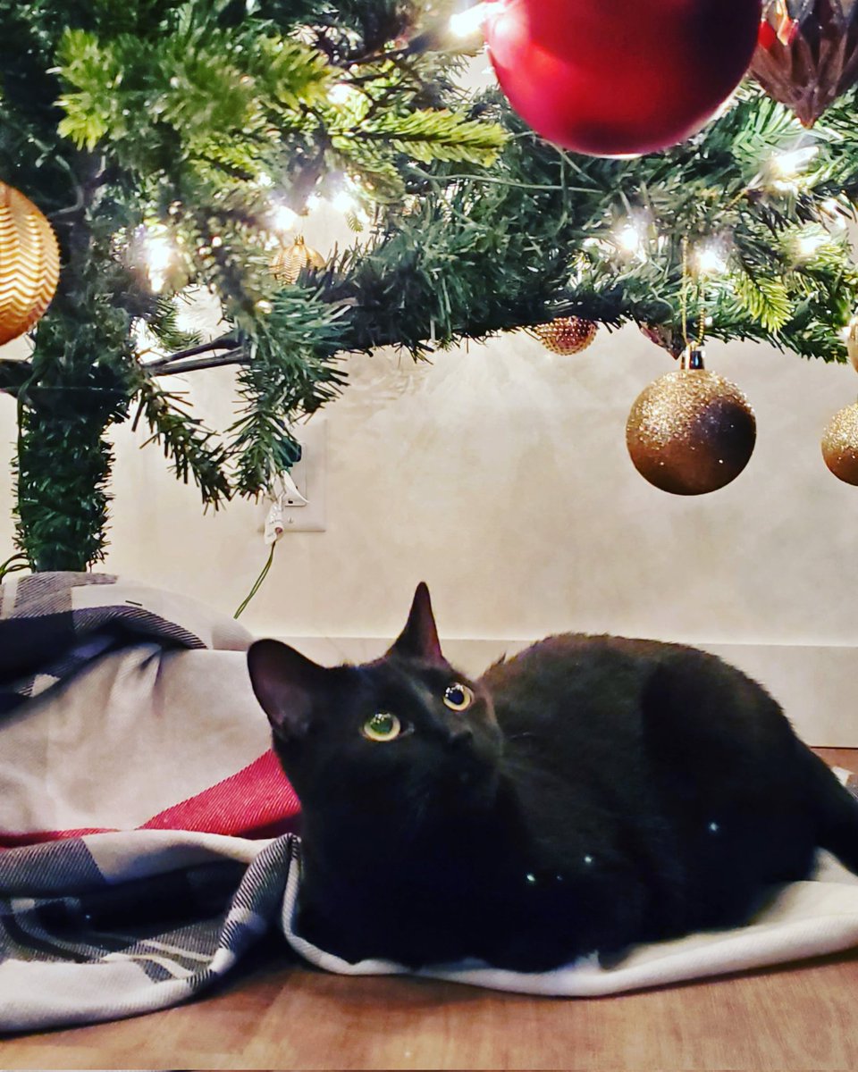 Samanda Brace tweet media