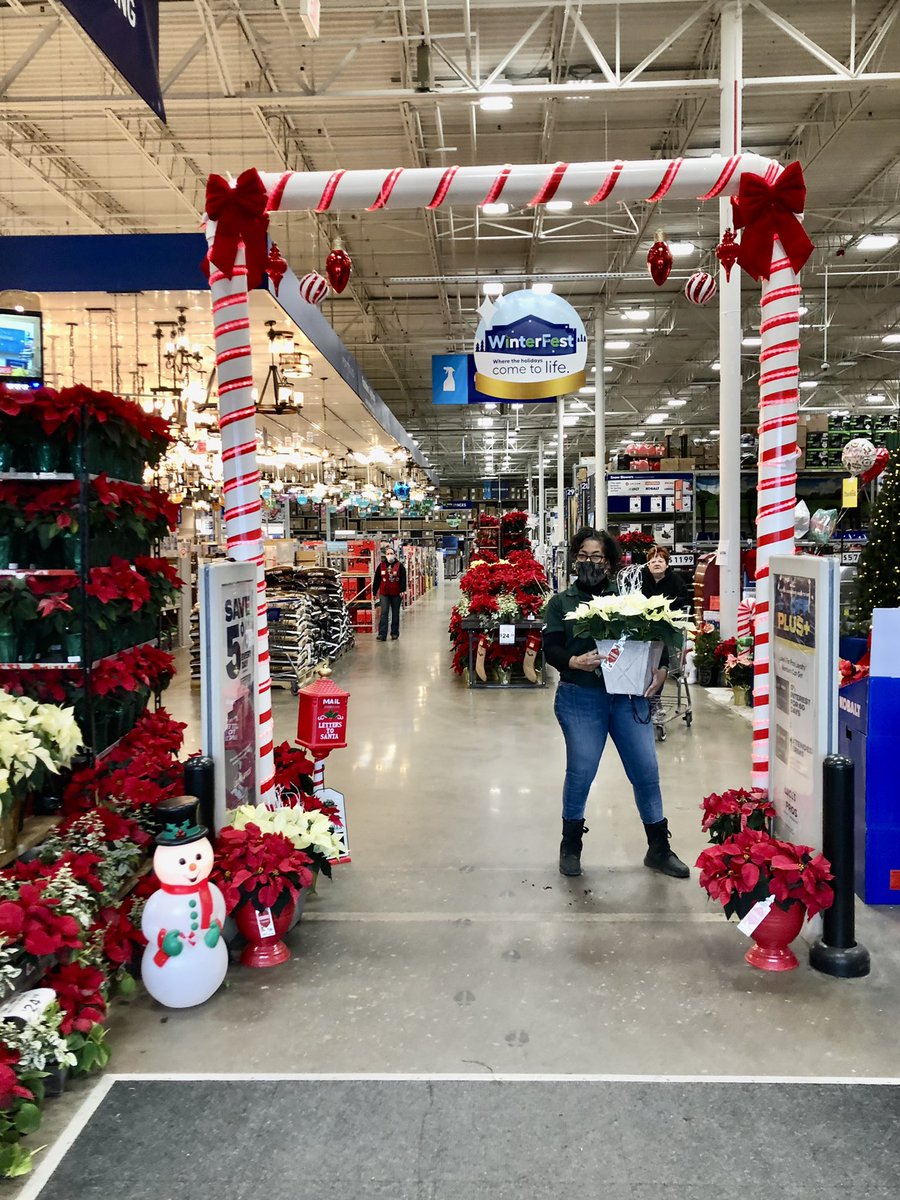Nothing completes that holiday look in homes and businesses like a classic #Poinsettia . Hurry in now and shop the amazing selection <a href="/Lowes/">Lowe's</a> this holiday season! 
<a href="/RlanePlants/">RLPlants</a> <a href="/BattlefieldFarm/">Battlefield Farms</a> <a href="/TipToeTyler/">Tyler Combs</a> <a href="/AlanWal73481862/">Alan Waller</a> <a href="/JG_Battlefield/">Jill Guth</a> <a href="/TJS_Battlefield/">Todd S. - Battlefieldfarms</a> <a href="/AF_Battlefield/">AlanF-Battlefieldfarms</a>