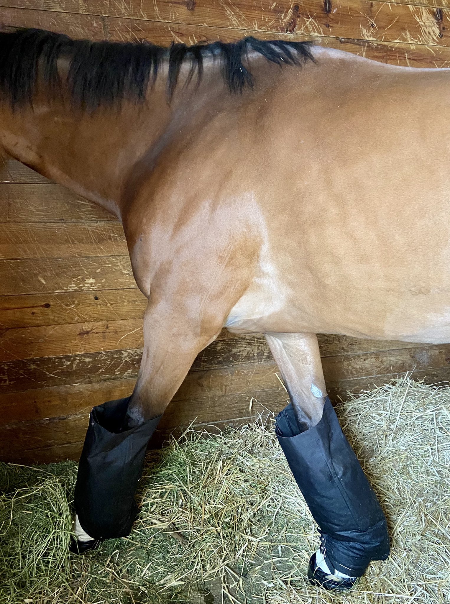 Ice boots for laminitis cheap