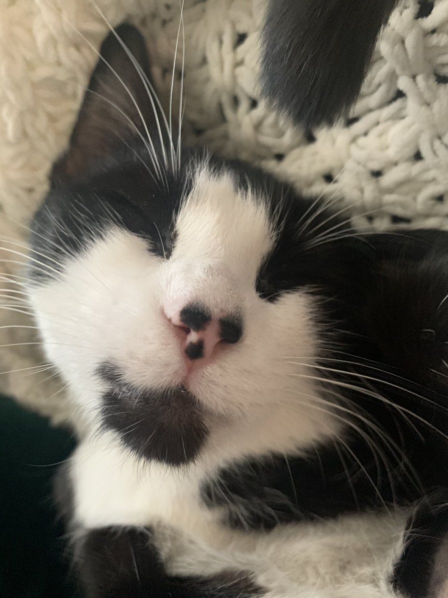 mitsukithekitty's tweet photo. @RudySomali Hello!! 🐱 https://t.co/IwjI3Qh0Q5