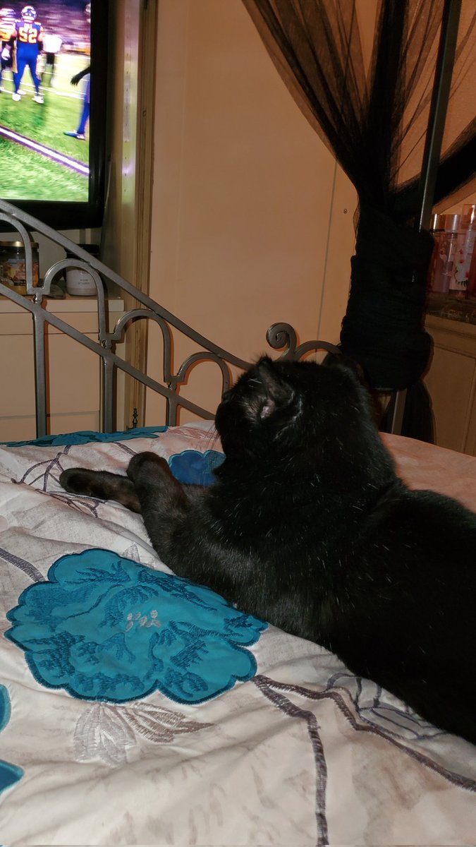 My cat Shadow really chillin watching my #PittsburghSteelers vs the #MinnesotaVikings with me 😂😭😳