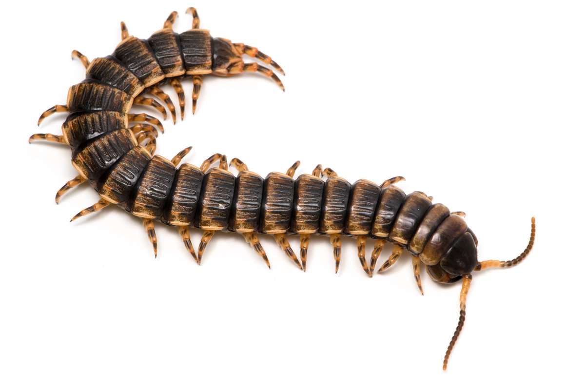 竜洋昆虫自然観察公園 公式 竜昆むし図鑑 No 48 ヨロイオオムカデ ヤスデのような ヤスデを食べるムカデ 以前りゅうこんで展示しておりましたが ムカデとは思えないゆったりな動きが衝撃的でした 動画もありますのでぜひご覧ください