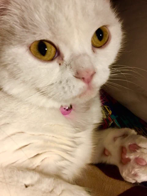あー猫好き❤️❤️❤️
(写真は推しのグレたんことグレイ松太朗♀)  