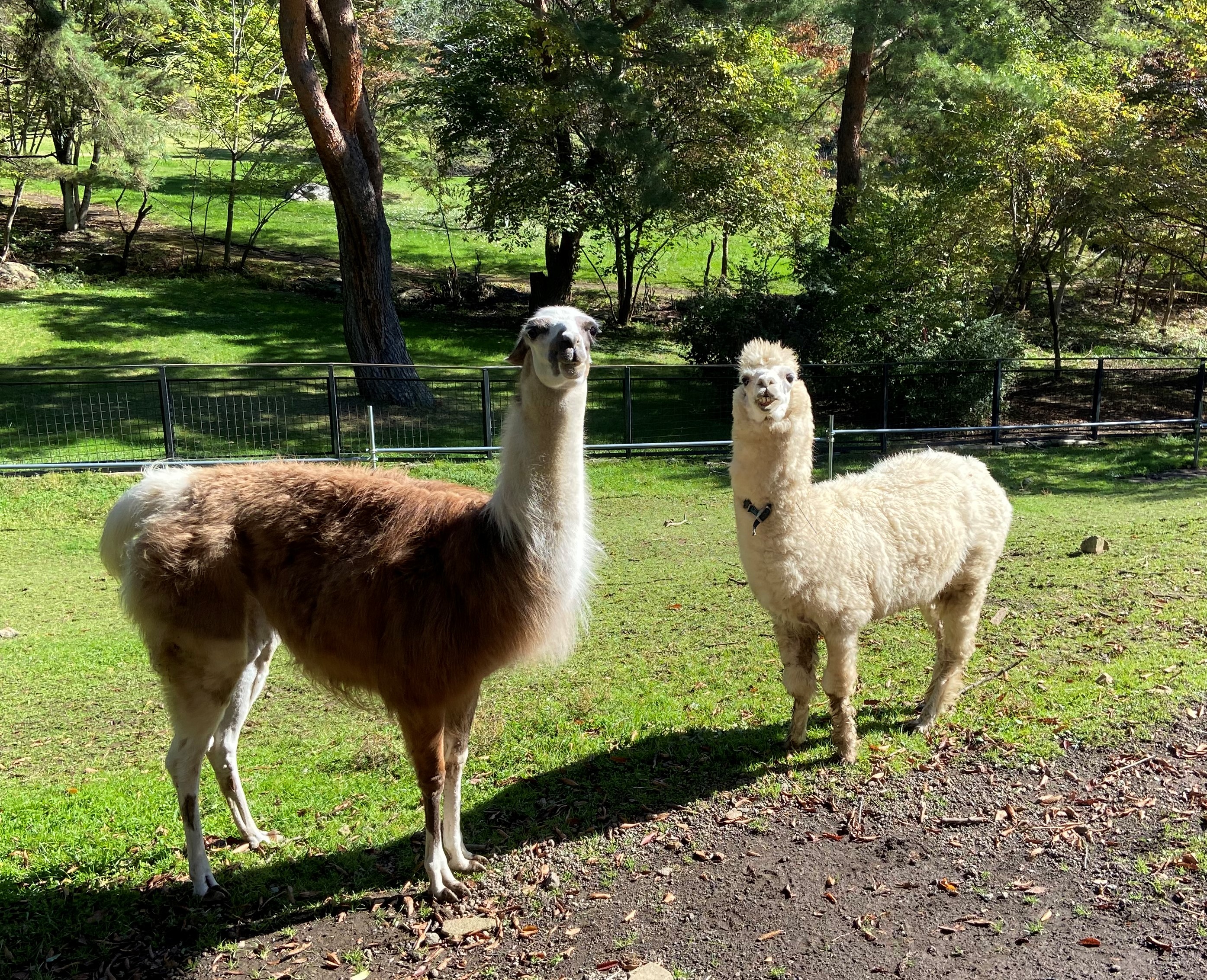 盛岡市動物公園 Zoomo こども動物園のラマの ミーチョ とアルパカの モコ がお互いのことを気にするあまり このような写真が撮れました ラマとアルパカは同じラクダ科の仲間で間違えられやすい動物ですが 皆さんは見分けることができますか T