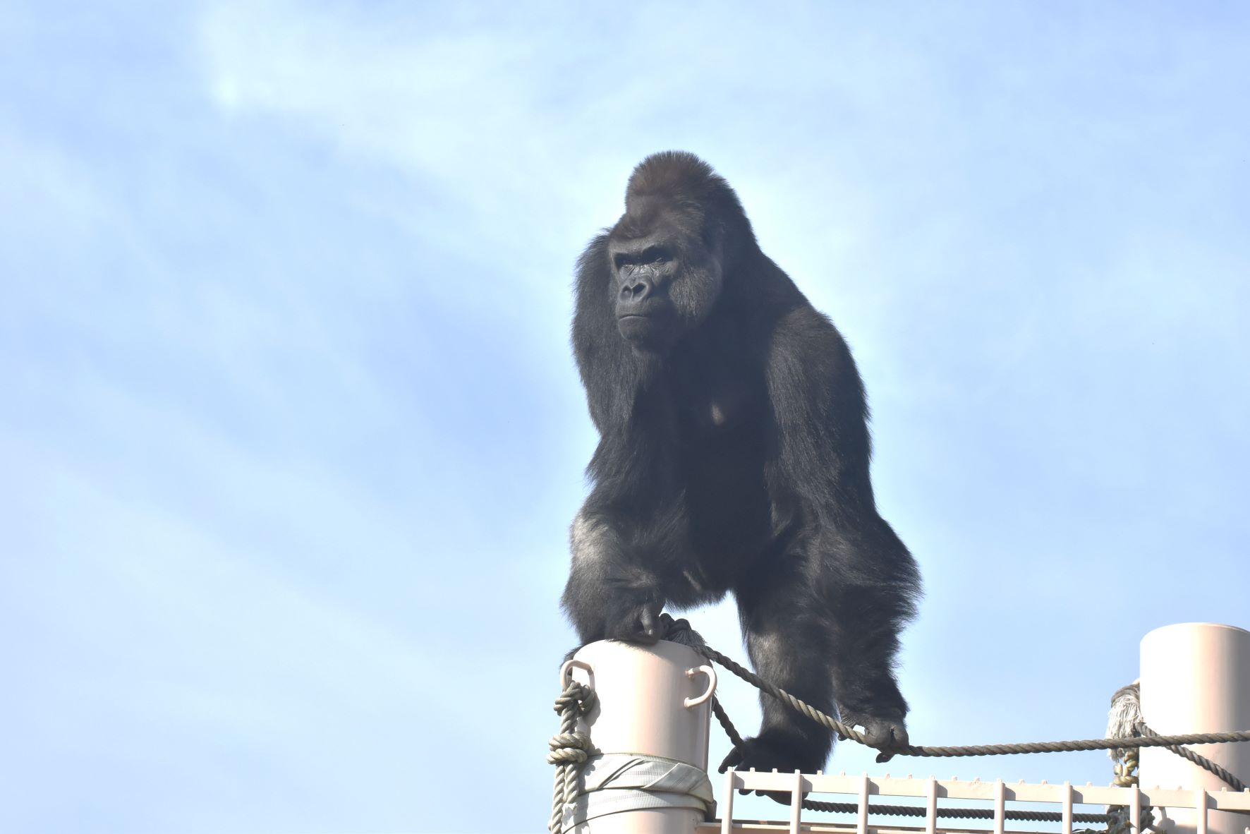 名古屋市東山動植物園 気持ちのいい朝 気持ちのいいポーズです 東山動植物園 ニシゴリラ ゴリラ シャバーニ 動物園 名古屋 T Co Rbuwdcg9te Twitter