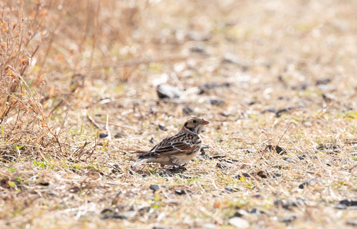 ShanimalNstinct's tweet photo. Lapland Longspurs are an uncommon but annual winter visitor to @freshkillspark - this week we saw three foraging along one of the gravel roads on top of east mound https://t.co/xVaNQI3h9s