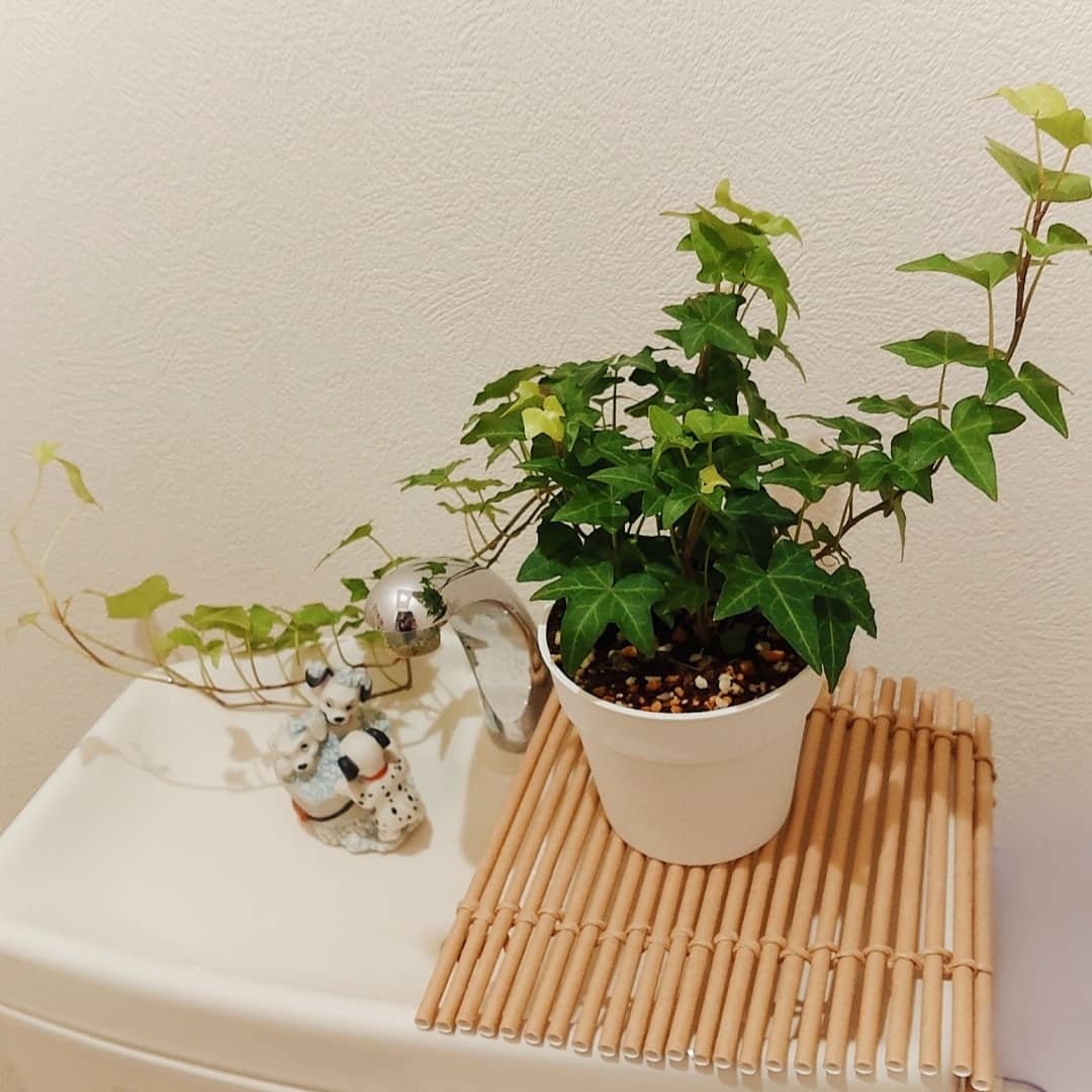 滞り気味 Twitter Search Twitter