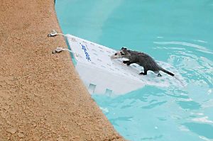 IAMSHOUTY's tweet photo. @TREEIAmTree @SIgrew @feraluniverse JARED! DID YOU LIKE THE TOOTSIE ROLLS I LEFT IN YOUR POOL? https://t.co/02beZ6Vb9e