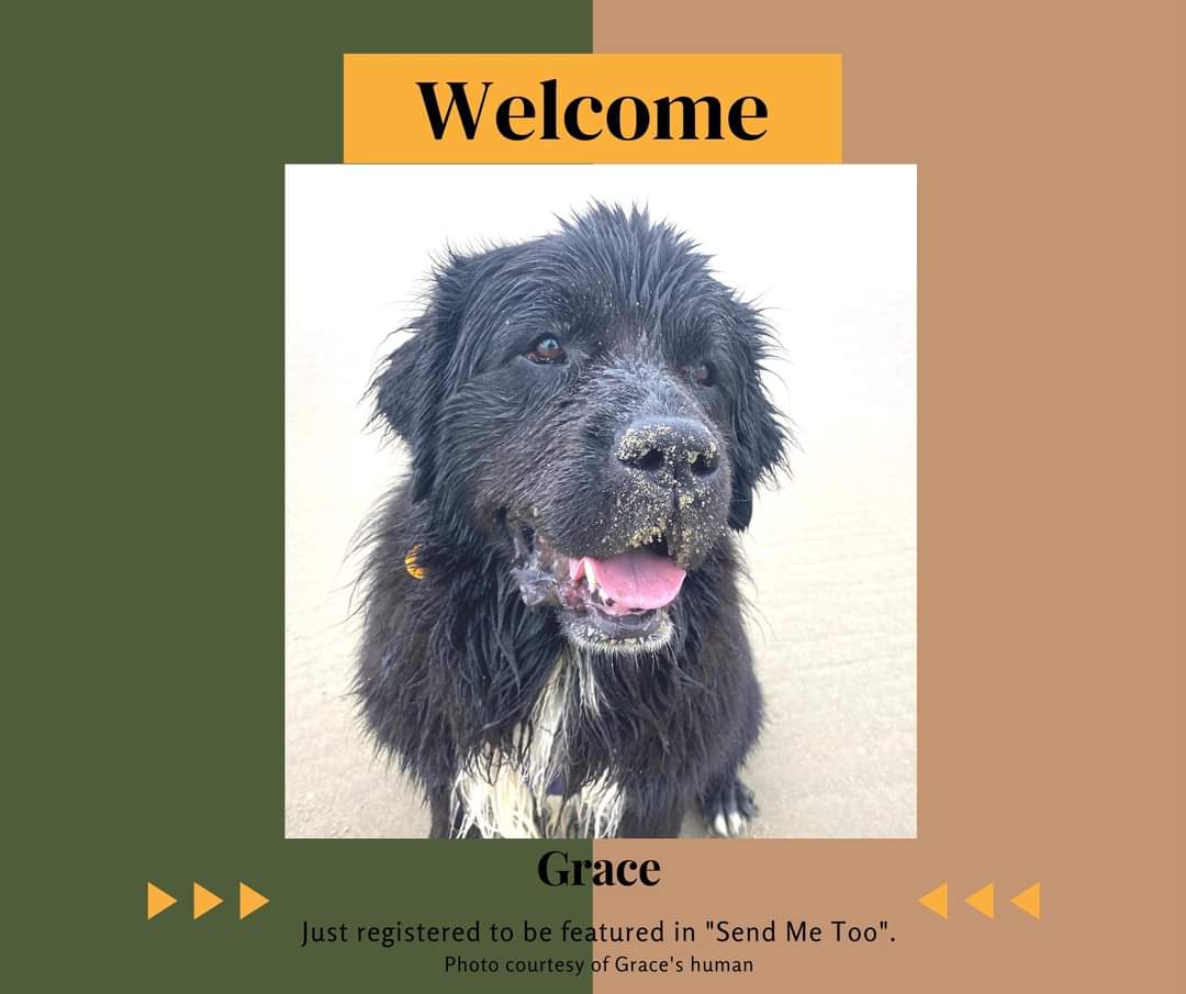 A warm welcome to Grace, who has registered to be featured in my new book "Send Me Too". Do you want your working dog to be featured? Are you in the PNW? 
Grab your spot! 
hollyccook.com/send-me-too.ht…