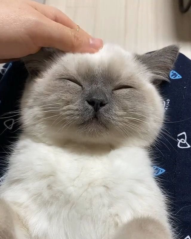 jiuascat's tweet photo. https://t.co/9s70lHFJoX