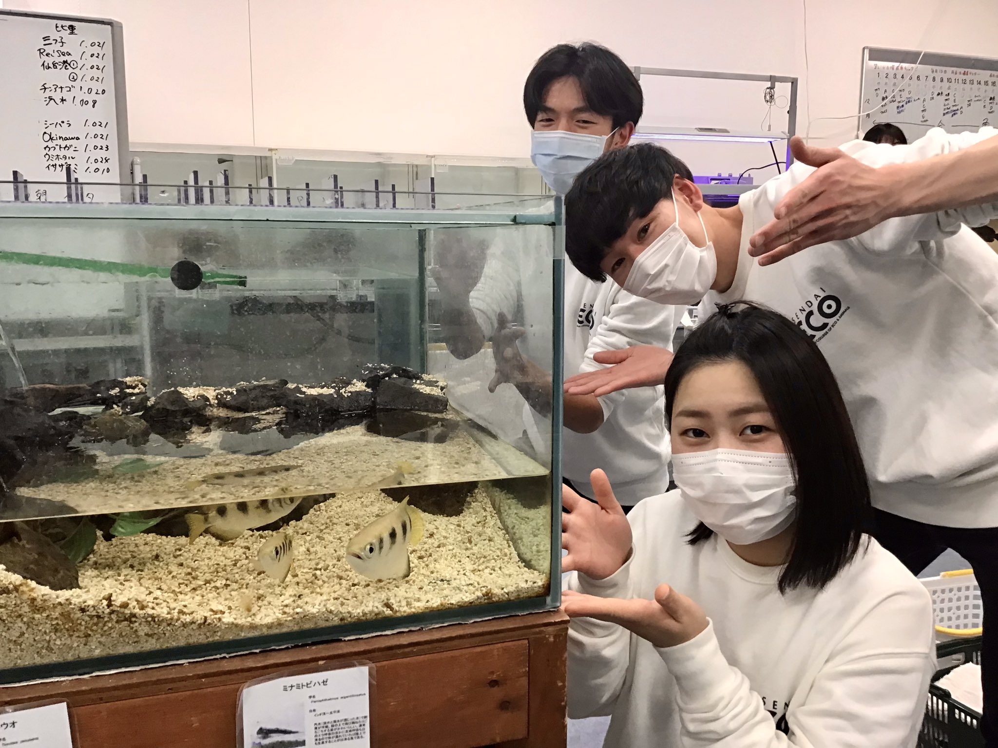 仙台eco動物海洋専門学校 再び4階アクアルーム テッポウウオとミナミトビハゼの水槽と一緒に いつも飼育実習お疲れ様です 仙台eco 仙台 専門学校 動物 飼育 海洋 魚 水族館 アクア 水槽 アクアリスト T Co Epxlr5n698 Twitter