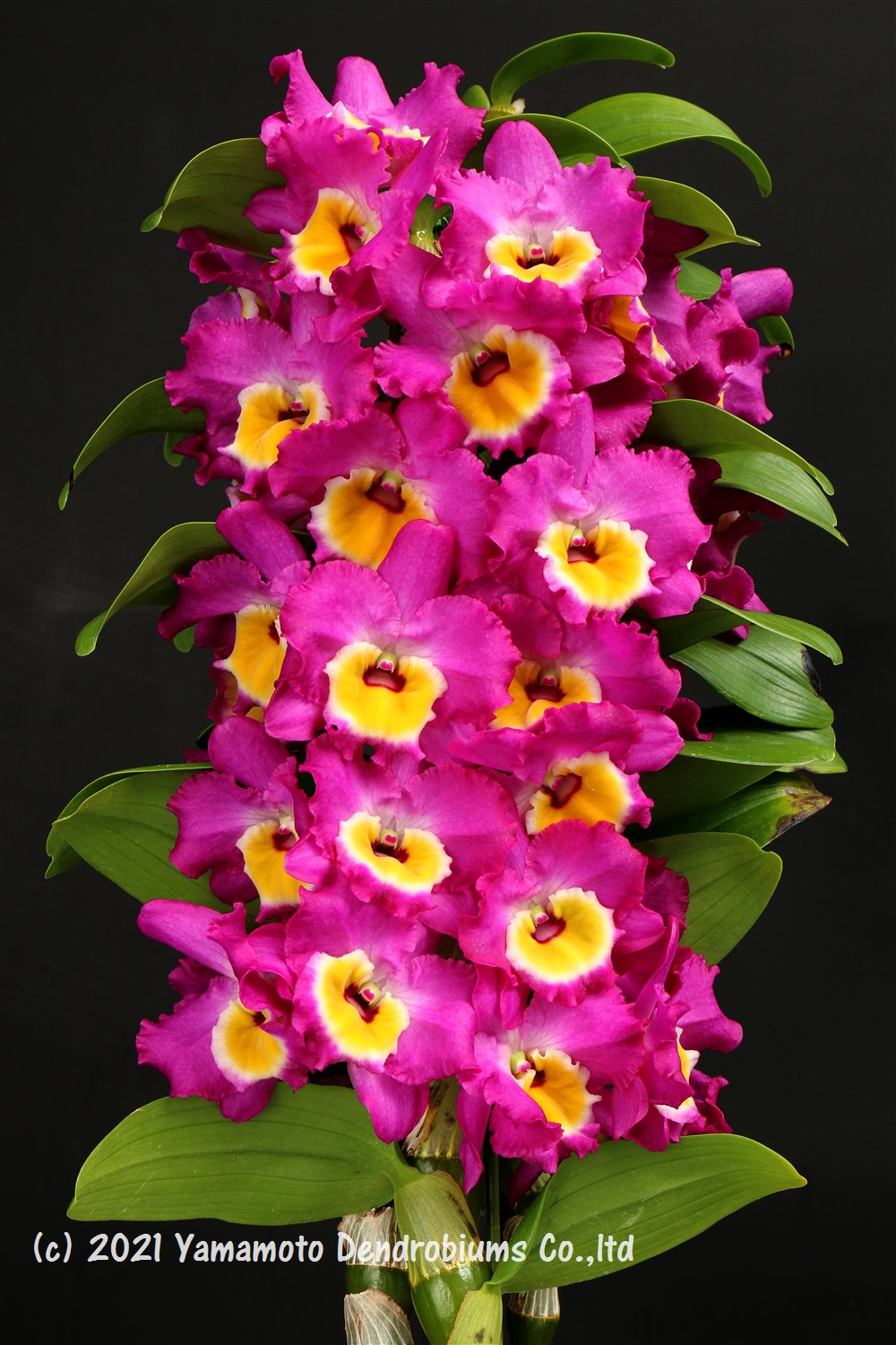 Yamamoto Dendrobiums on X: 