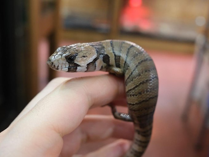 Populer Tweet Ler爬虫類ショップ アライブ Alive 1 Whotwi Grafiksel Twitter Analizi