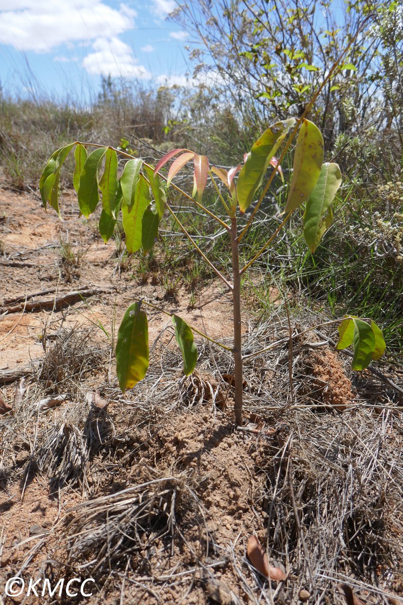 Monitoring the trees planting carried out by Kew Madagascar, #Durrell, #UKEmbassyteam in February 2021 in Ambatofotsy by Kew Madagascar team and #VatovakyAmbatofotsyPrimarySchool: 90% of the seedlings planted survived 
@TeamKMCC