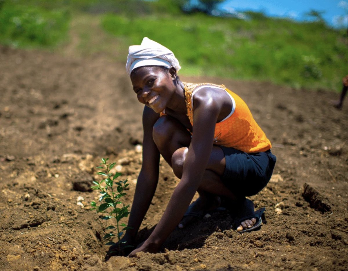 GoodLabsUK's tweet photo. This month we planted our 1000th tree, in partnership with the wonderful @onetreeplanted Our little forest in Haiti is well on its way🌱🌿🌴🌳😃 #Sustainability #Environment #Biodiversity https://t.co/x2L3h8ABaL
