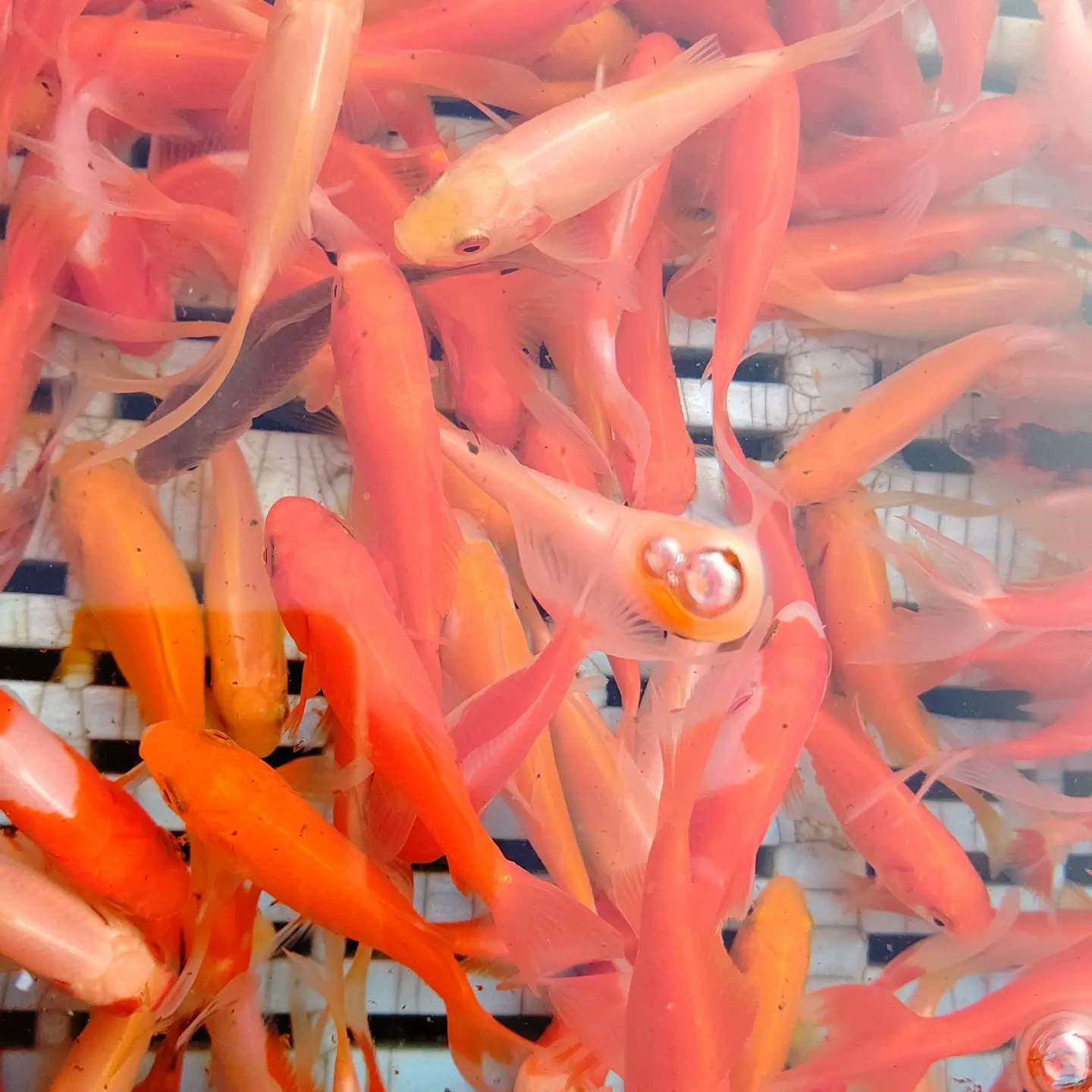 平賀養魚場 Twitter Search Twitter