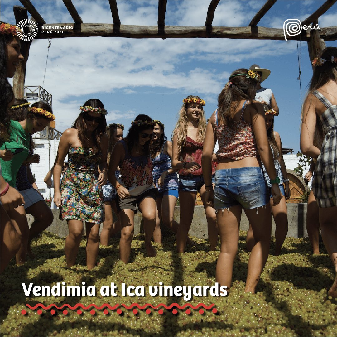 peruinindia's tweet photo. In the month of March every year, the annual festival of Vendimia or Grape Harvest in Ica is a celebration of pisco, wine and cachina - liquors derived from the grapes harvested in this region. Think grape-stomping treats, gastronomic delights and world-renowned piscos. https://t.co/PQSIfo5LAw